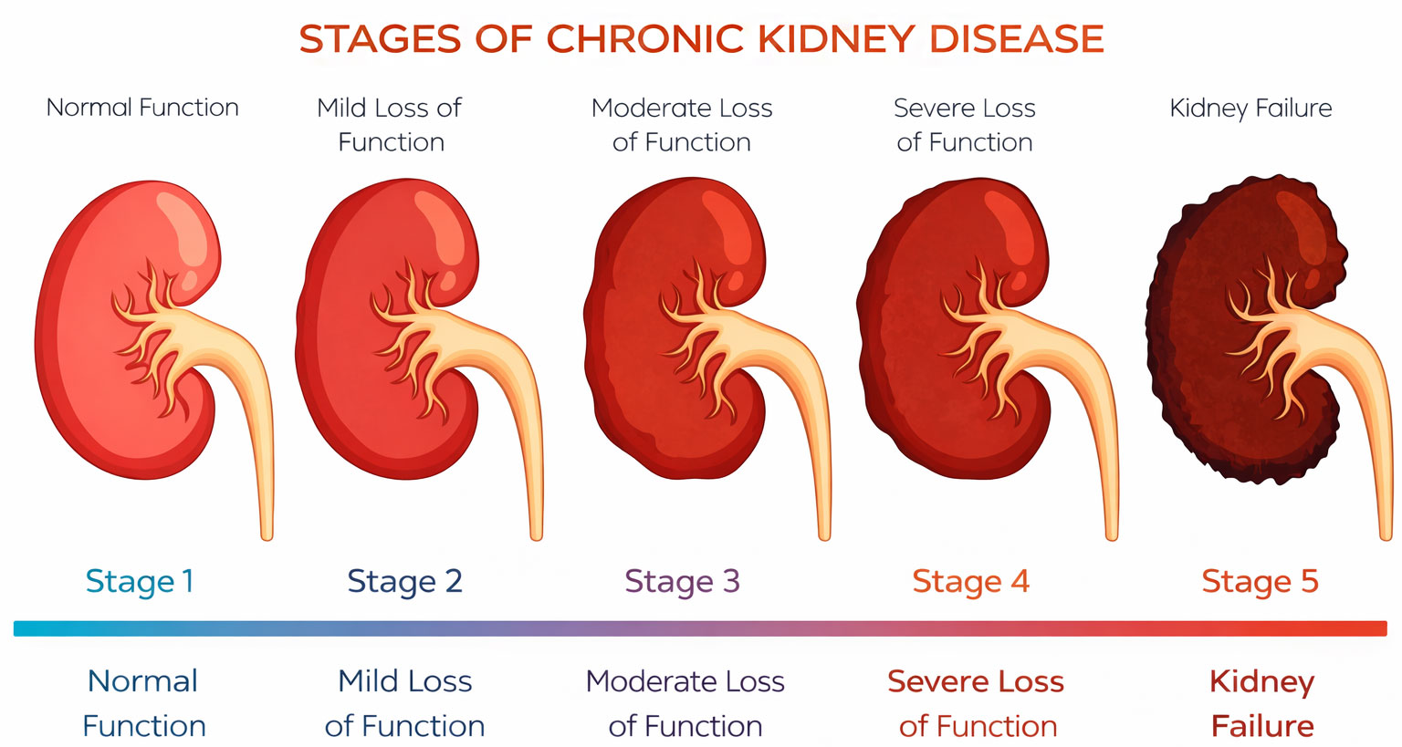 Chronic Kidney Disease